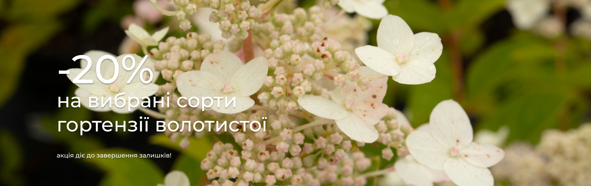 гортензія волотиста -20%