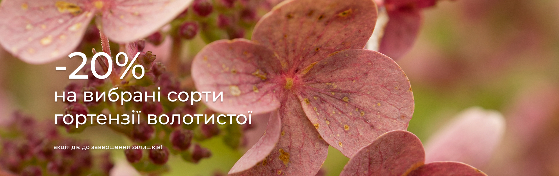 гортензія волотиста -20%