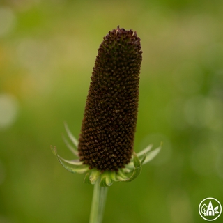 Рудбекія західна 'Green Wizard' / Rudbeckia occidentalis 'Green Wizard'