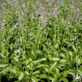 Функія переливчаста 'Variegata' / Hosta undulata 'Variegata'