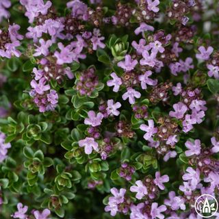 Чебрець звичайний / Thymus vulgaris