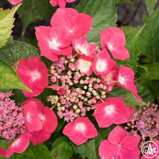 Гортензія великолиста 'Kardinal' / Hydrangea macrophylla 'Kardinal'
