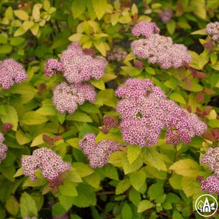 Таволга японська 'Double Play Big Bang' / Spiraea japonica 'Double Play Big Bang'