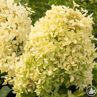 Гортензія волотиста 'Dentelle de Gorron' / Hydrangea paniculata 'Dentelle de Gorron'