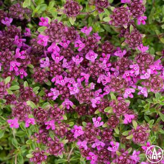 Чебрець ранній ‘Creeping Red’ / Thumus pygmaeus ‘Creeping Red’