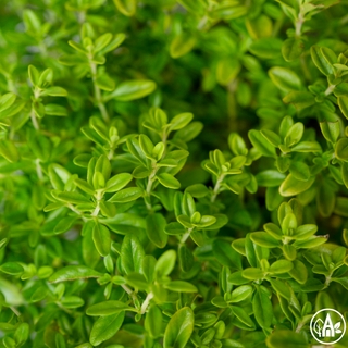 Чебрець звичайний 'Compactus' / Thymus vulgaris 'Compactus'