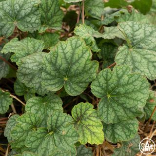 Гейхера гібридна ‘Green Spice’ / Heuchera hybrida ‘Green Spice’