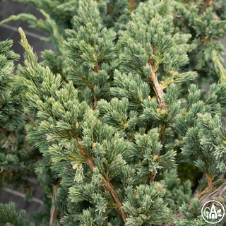 Ялівець лускатий 'Meyeri' / Juniperus squamata 'Meyeri'