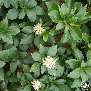 Пахізандра верхівкова / Pachysandra terminalis