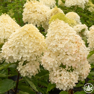Гортензія волотиста 'Grandiflora' / Hydrangea paniculata 'Grandiflora'