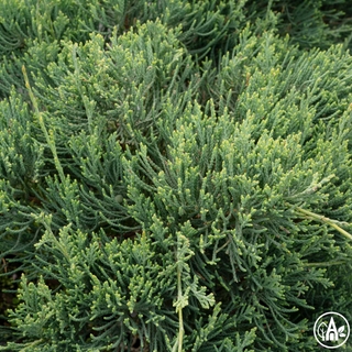 Ялівець віргінський 'Grey Owl' / Juniperus virginiana 'Grey Owl'