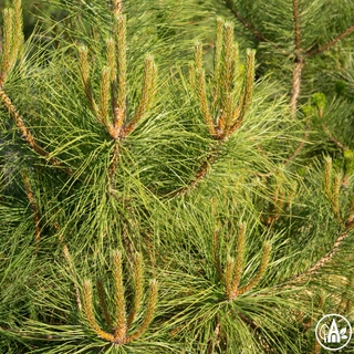 Сосна кримська / Pinus pallasiana