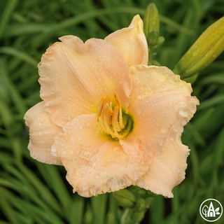 Лілійник гібридний 'George Cunningham' / Hemerocallis hybrida 'George Cunningham'