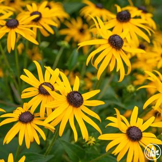 Рудбекія блискуча ‘Goldsturm’ / Rudbeckia fulgida ‘Goldsturm’