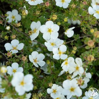 Перстач кущовий 'Abbotswood' / Potentilla fruticosa 'Abbotswood'