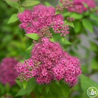 Таволга японська 'Double Play Artist' / Spiraea japonica 'Double Play Artist'