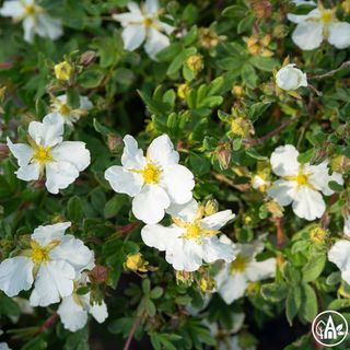 Перстач кущовий 'Bella Bianca'  / Potentilla fruticosa 'Bella Bianca'  