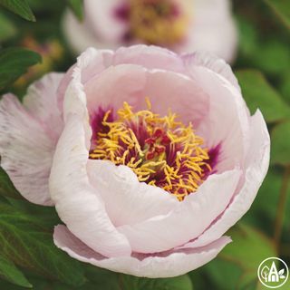 Півонія кущова 'Lavander Blue' / Paeonia suffruticosa 'Lavander Blue'