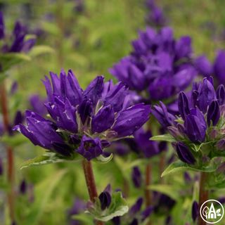 Дзвоники купчасті / Campanula glomerata