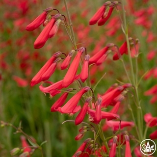 Пенстемон бородатий / Penstemon barbatus