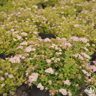 Таволга японська 'Little Princess' / Spiraea japonica 'Little Princess'