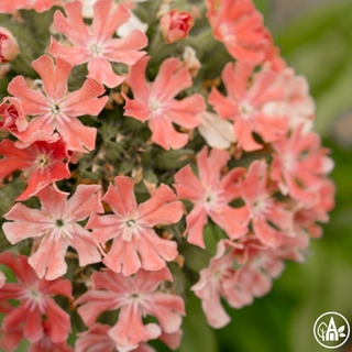 Зірки садові ‘Carnea’  / Lychnis chalcedonica ‘Carnea’ 