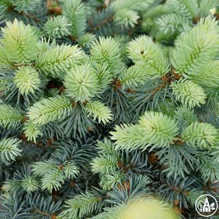 Ялина колюча 'Moj Ogrod' / Picea pungens 'Moj Ogrod' 