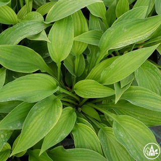 Функія гібридна 'Twist of Lime' / Hosta hybrida 'Twist of Lime'