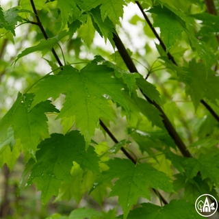 Клен платанолистний 'Autumn Blaze' / Acer platanoides 'Autumn Blaze'
