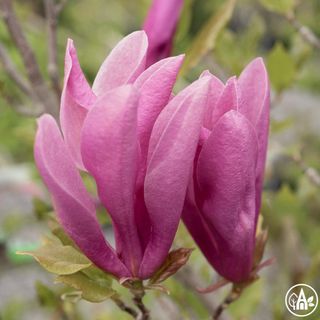 Маґнолiя гібридна 'Susan' / Magnolia hybrida 'Susan'