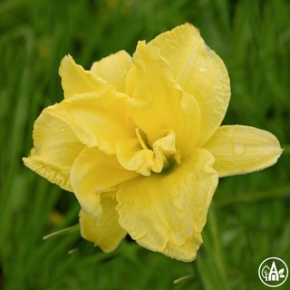 Лілійник гібридний 'Dauble Yellow' / Hemerocallis hybrida 'Dauble Yellow'