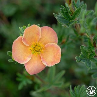 Перстач кущовий 'Glamour Girl' / Potentilla fruticosa 'Glamour Girl' 