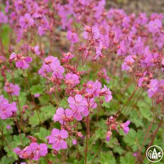 Журавець кантабрігійський 'Cambridge' / Geranium cantabrigiense 'Cambridge'