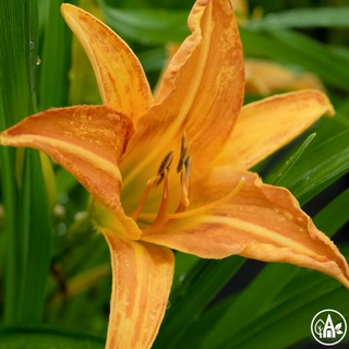 Лілійник рудий / Hemerocallis fulva