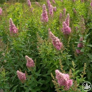 Таволга Дугласа / Spiraea douglasii