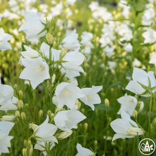 Дзвоники персиколисті (білі) / Campanula persicifolia