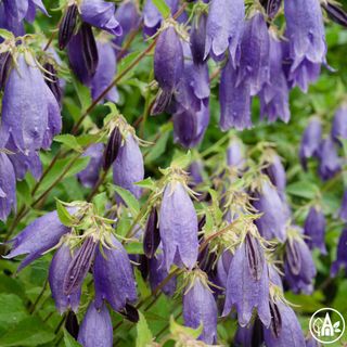 Дзвоники крапкові ‘Sarastro’ / Campanula punctata ‘Sarastro’