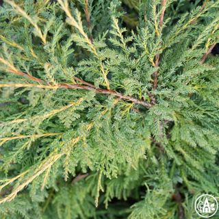 Ялівець середній ‘Gold Coast’ / Juniperus media ‘Gold Coast’