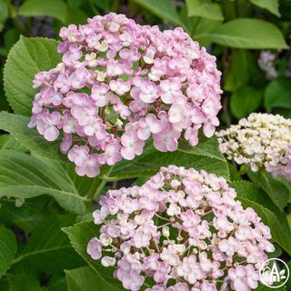 Гортензія великолиста 'Ayesha' / Hydrangea macrophylla 'Ayesha'