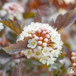 Бульбашник калинолистий 'Summer Wine' /  Physocarpus opulifolius 'Summer Wine'