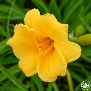 Лілійник гібридний 'Stella de Oro' / Hemerocallis 'Stella de Oro'