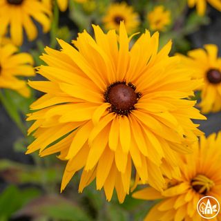 Рудбекія махрова ‘Goldilocks’ / Rudbeckia hirta ‘Goldilocks’