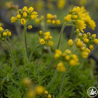 Крупка м'яка / Draba mollissima