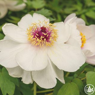 Півонія кущова 'Fragrant Jade'/ Paeonia suffruticosa 'Fragrant Jade'