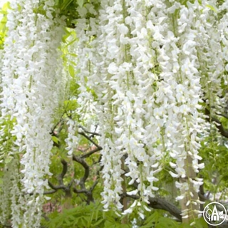 Ґліцинія китайська 'Longissima Alba' / Wisteria sinensis 'Longissima Alba'