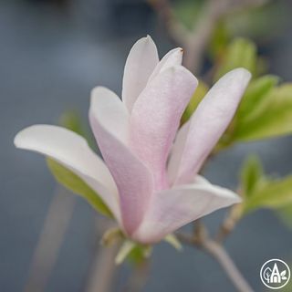 Маґнолiя 'George Henry Kern' / Magnolia 'George Henry Kern'