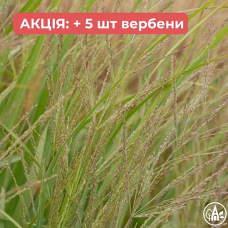 Просо вербовидне ‘Dallas Blue’ / Panicum virgatum ‘Dallas Blue’