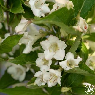 Вайґелiя квітуча 'Bristol Snowflake' / Weigela florida 'Bristol Snowflake'