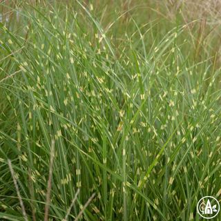 Міскантус китайський 'Zebrinus' / Miscanthus sinensis 'Zebrinus'