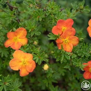 Перстач кущовий 'Red Lady' / Potentilla fruticosa 'Red Lady' 